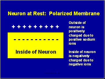 Neuron at Rest: Polarized Membrane