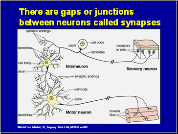 There are gaps or junctions between neurons called synapses