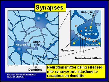 Synapses