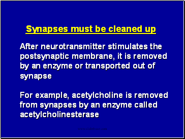 After neurotransmitter stimulates the postsynaptic membrane, it is removed by an enzyme or transported out of synapse