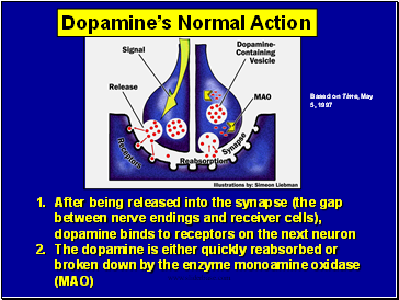 After being released into the synapse (the gap between nerve endings and receiver cells), dopamine binds to receptors on the next neuron