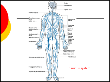 nervous system