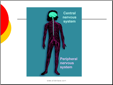 Nervous System