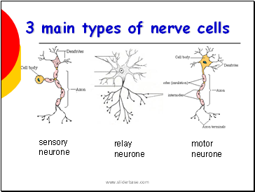 3 main types of nerve cells
