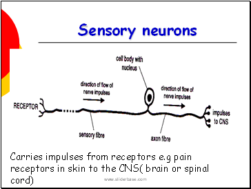 Sensory neurons