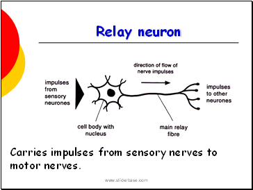 Relay neuron