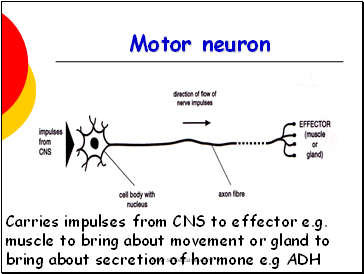 Motor neuron