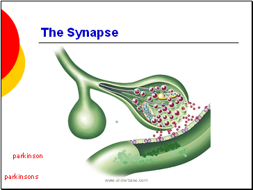 The Synapse