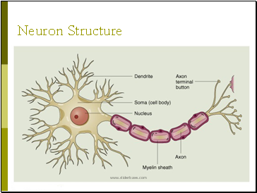 Neuron Structure