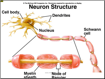 Neuron Structure