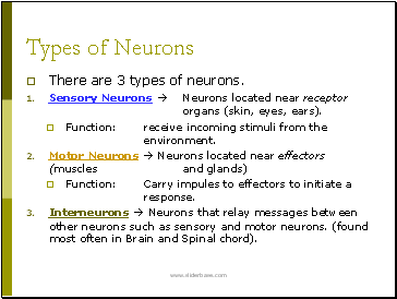Types of Neurons