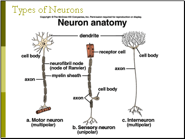 Types of Neurons