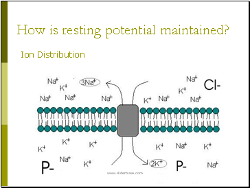 How is resting potential maintained?