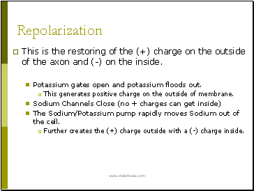 Repolarization