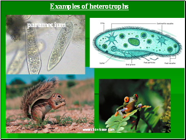 Examples of heterotrophs