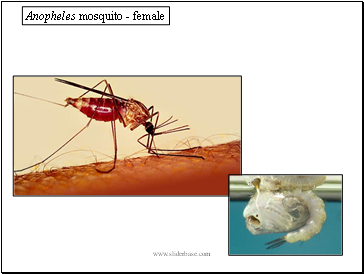 Anopheles mosquito - female