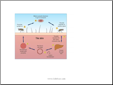 Malaria in Southern Africa