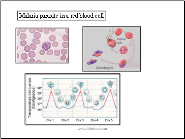Malaria parasite in a red blood cell