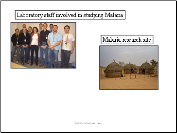 Laboratory staff involved in studying Malaria
