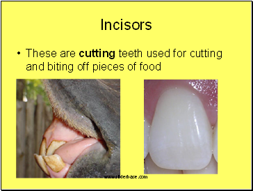 Incisors