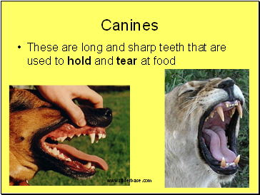 Canines