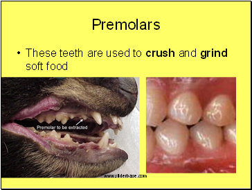 Premolars