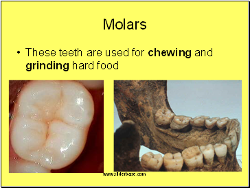 Molars