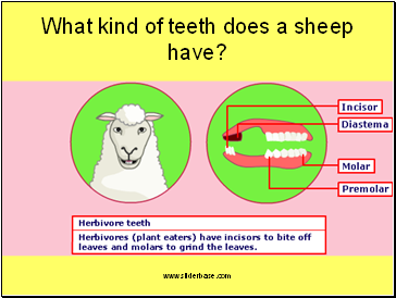 What kind of teeth does a sheep have?