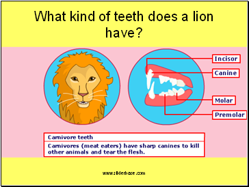 What kind of teeth does a lion have?