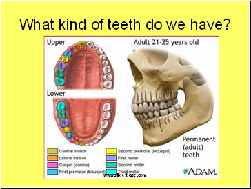 What kind of teeth do we have?