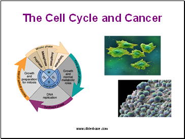 The Cell Cycle and Cancer