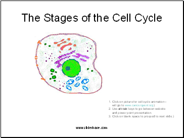 The Stages of the Cell Cycle