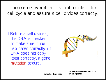 There are several factors that regulate the cell cycle and assure a cell divides correctly.