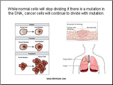 While normal cells will stop dividing if there is a mutation in the DNA, cancer cells will continue to divide with mutation.