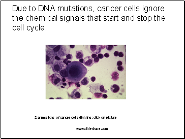 Due to DNA mutations, cancer cells ignore the chemical signals that start and stop the cell cycle.