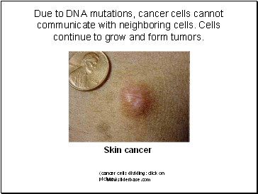 Due to DNA mutations, cancer cells cannot communicate with neighboring cells. Cells continue to grow and form tumors.