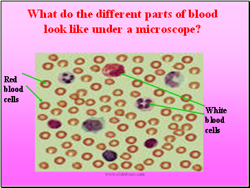 What do the different parts of blood look like under a microscope?