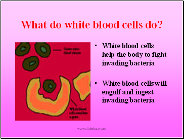 What do white blood cells do?