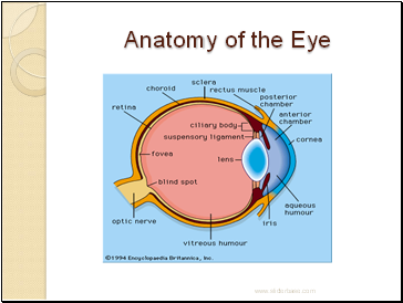 Anatomy of the Eye