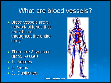 What are blood vessels