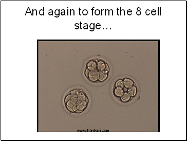 And again to form the 8 cell stage