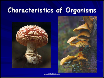 Characteristics of Organisms