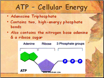 ATP  Cellular Energy