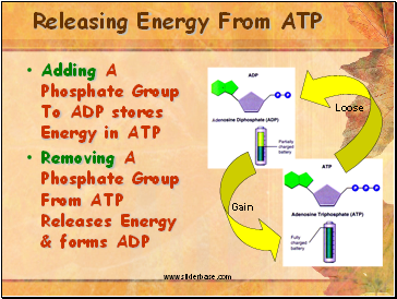 Releasing Energy From ATP