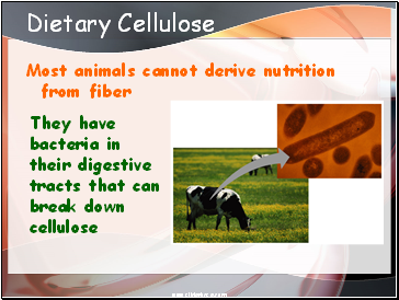 Dietary Cellulose