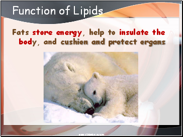 Function of Lipids