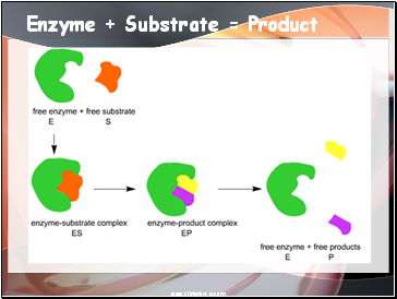 Enzyme + Substrate = Product