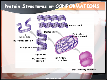Protein Structures or CONFORMATIONS