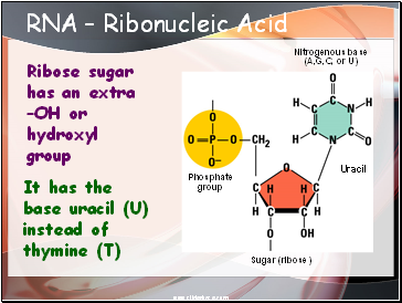 RNA – Ribonucleic Acid