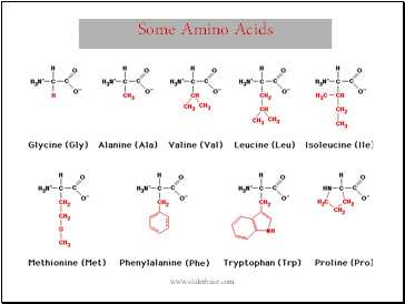 Some Amino Acids